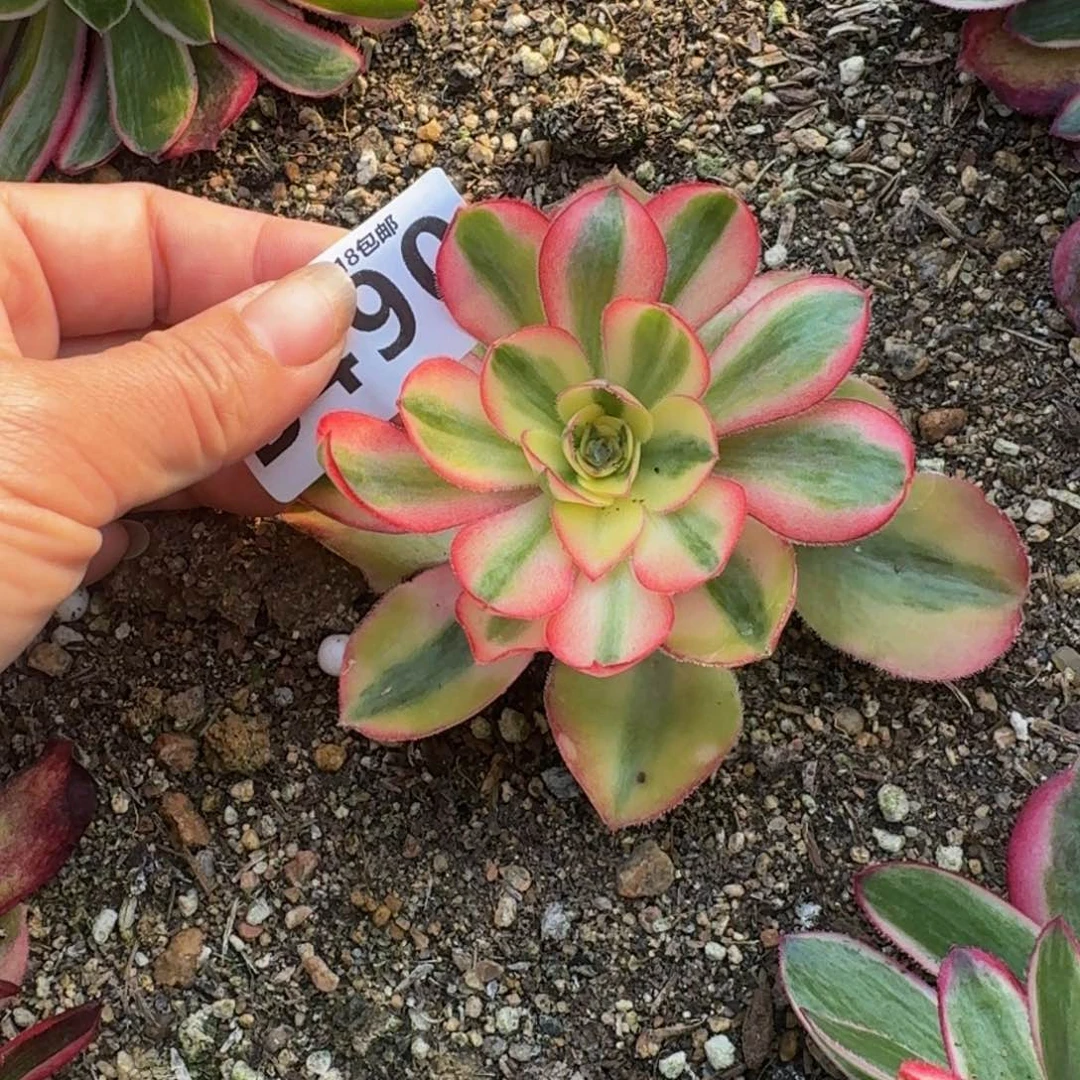 490爱丽丝。多肉植物