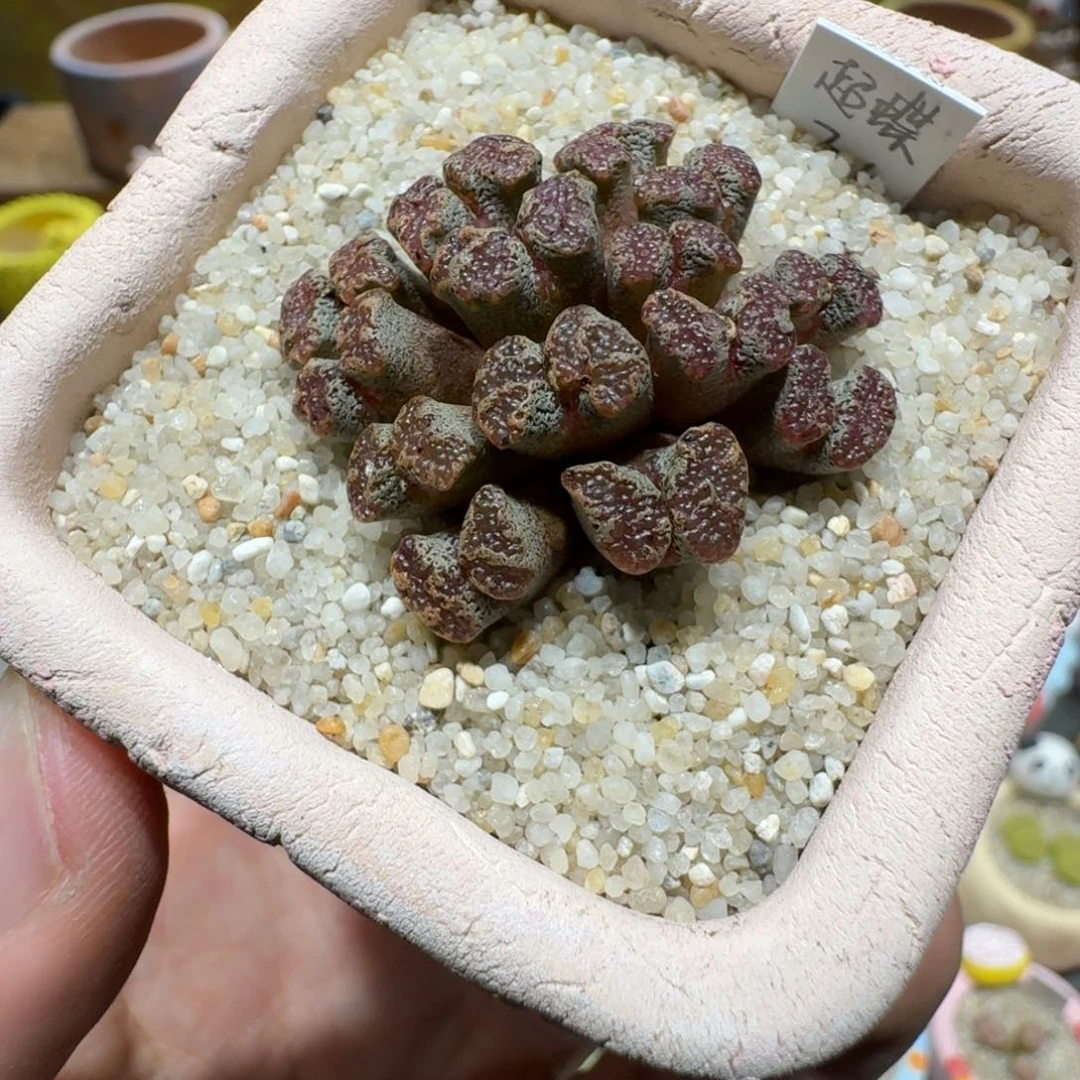 蘑菇1395超碟多肉植物