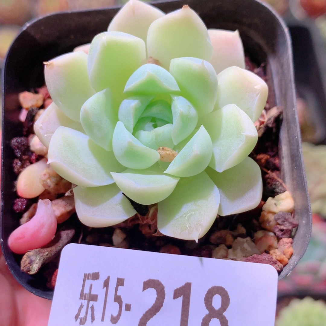 乐然15-218 白月影