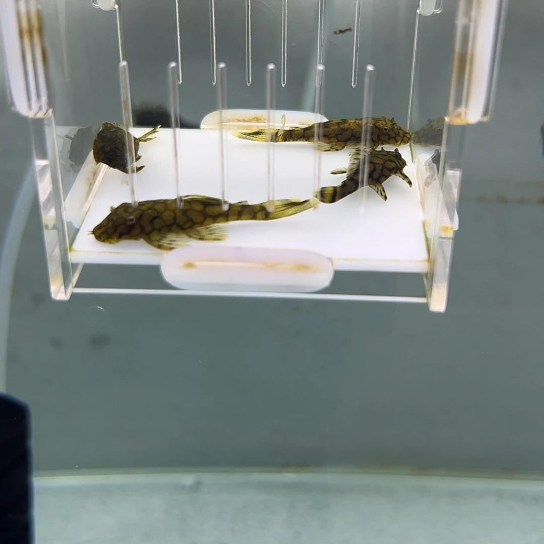 工具鱼刀锋一组4条100