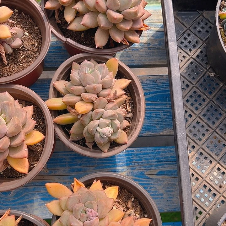 红象牙双头，满18包邮