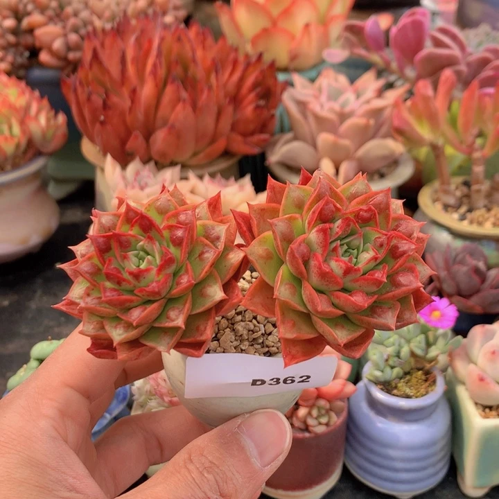 一物一拍满38包邮D362