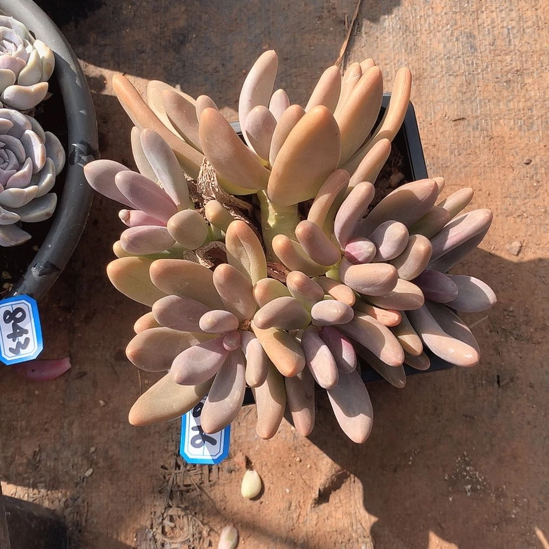 846糖果 一物一拍多肉