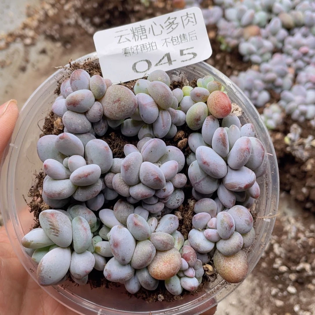 云糖心多肉植物45
