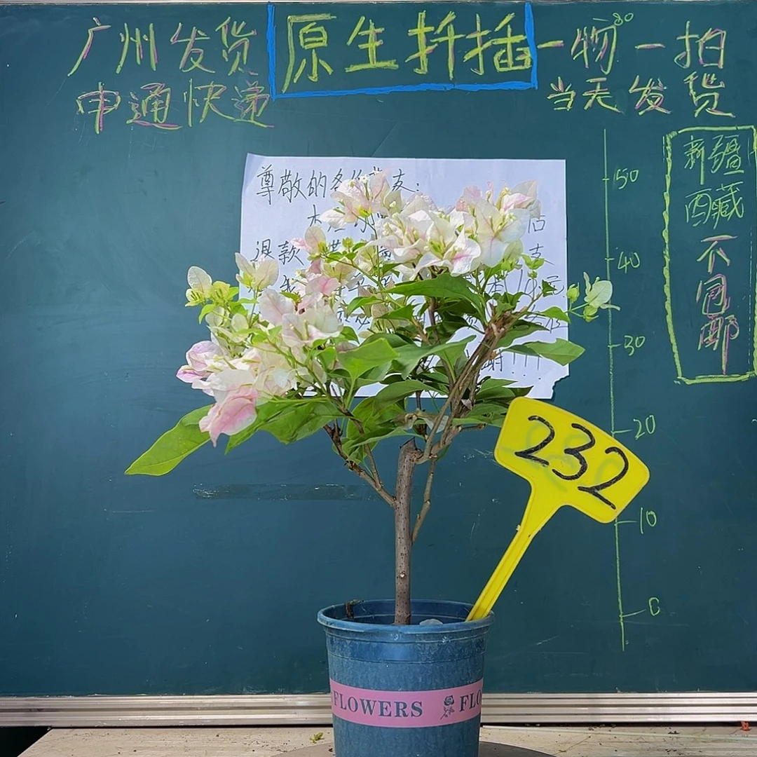 当前无花栽培后可以开花  广红樱232