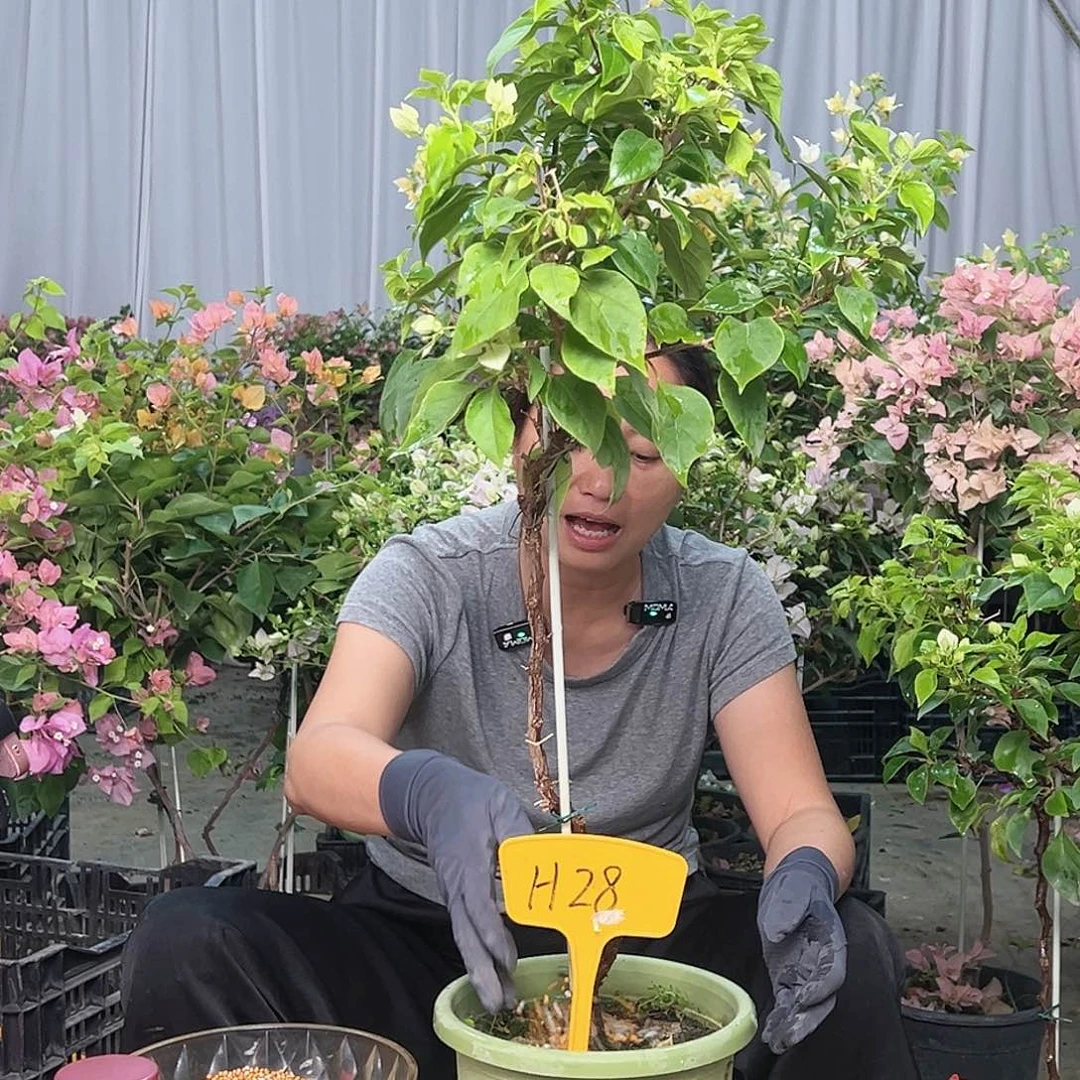 丝***力当前无花栽培后可以开花H28白狐狸