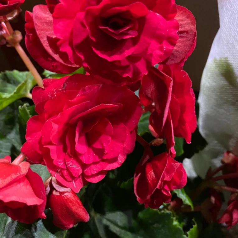 四季大红海唐花，有花