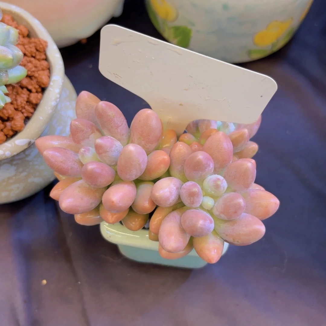 Y***i我的小可爱们都好可爱