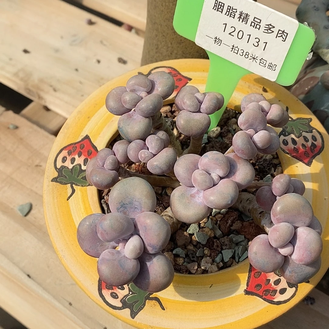 131i姐姐肉痛魔芋蜗牛