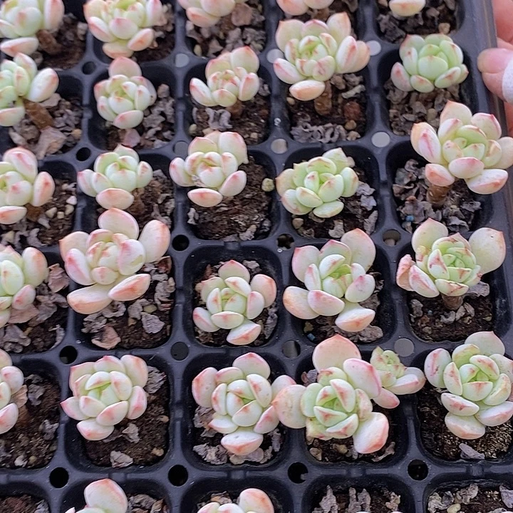 103 多肉植物盆栽花卉