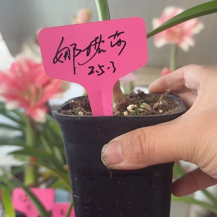 无花朵娜塔莎朱顶红直径2.5-3