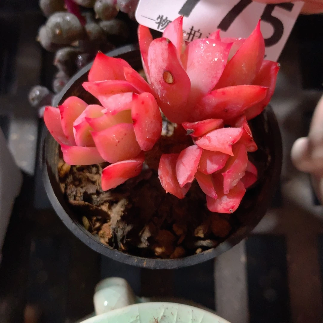 5CM拇指盆精控多肉ZB775