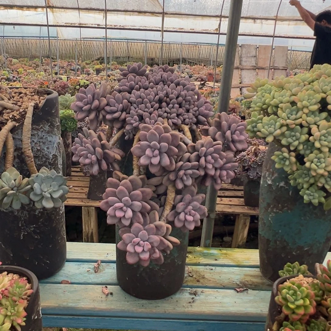 精品桃蛋瀑布妖桩 裸根