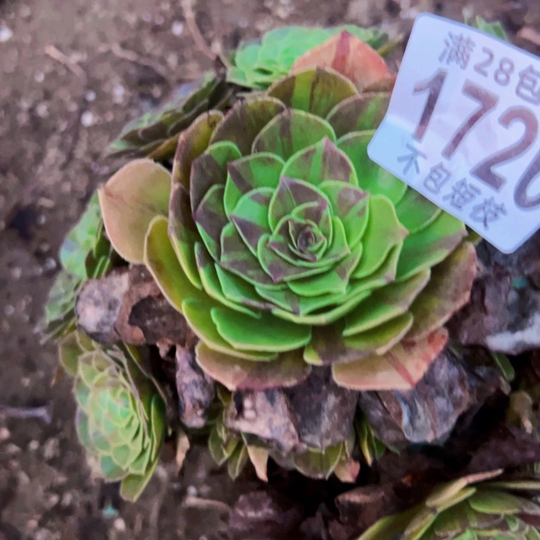 花月夜多肉植物法师1726