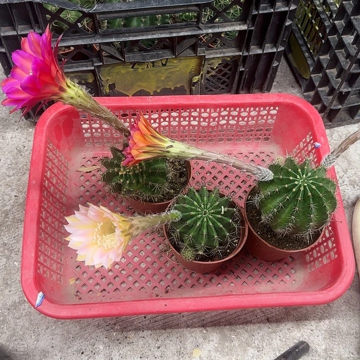 哟***喂无花朵彩草哈哈哈哈哈哈哈哈