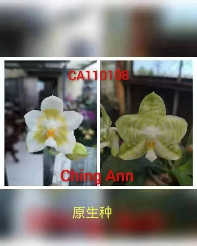 原生苗蝴蝶兰【雅风数据库交弥陀老虎】1.7宝宝苗，拇指苗嫌小勿拍