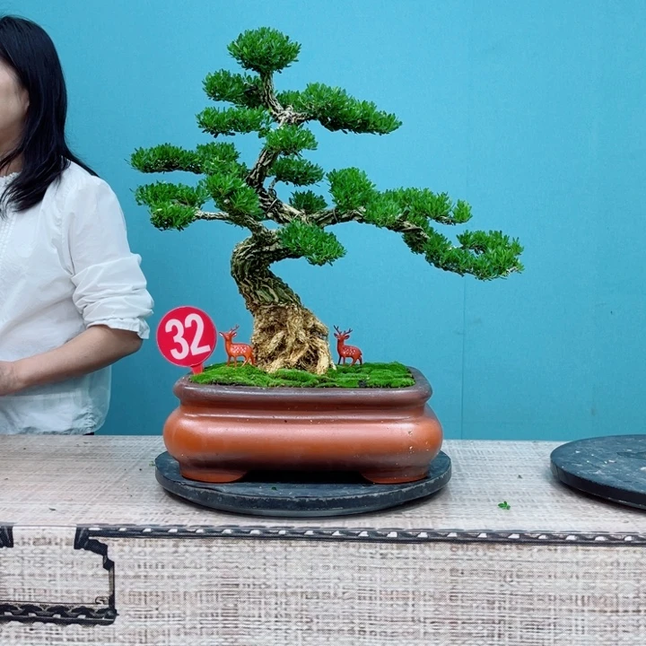 无花朵雀舌黄杨盆景
