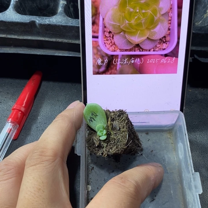 穴盘魔力芽苗一个