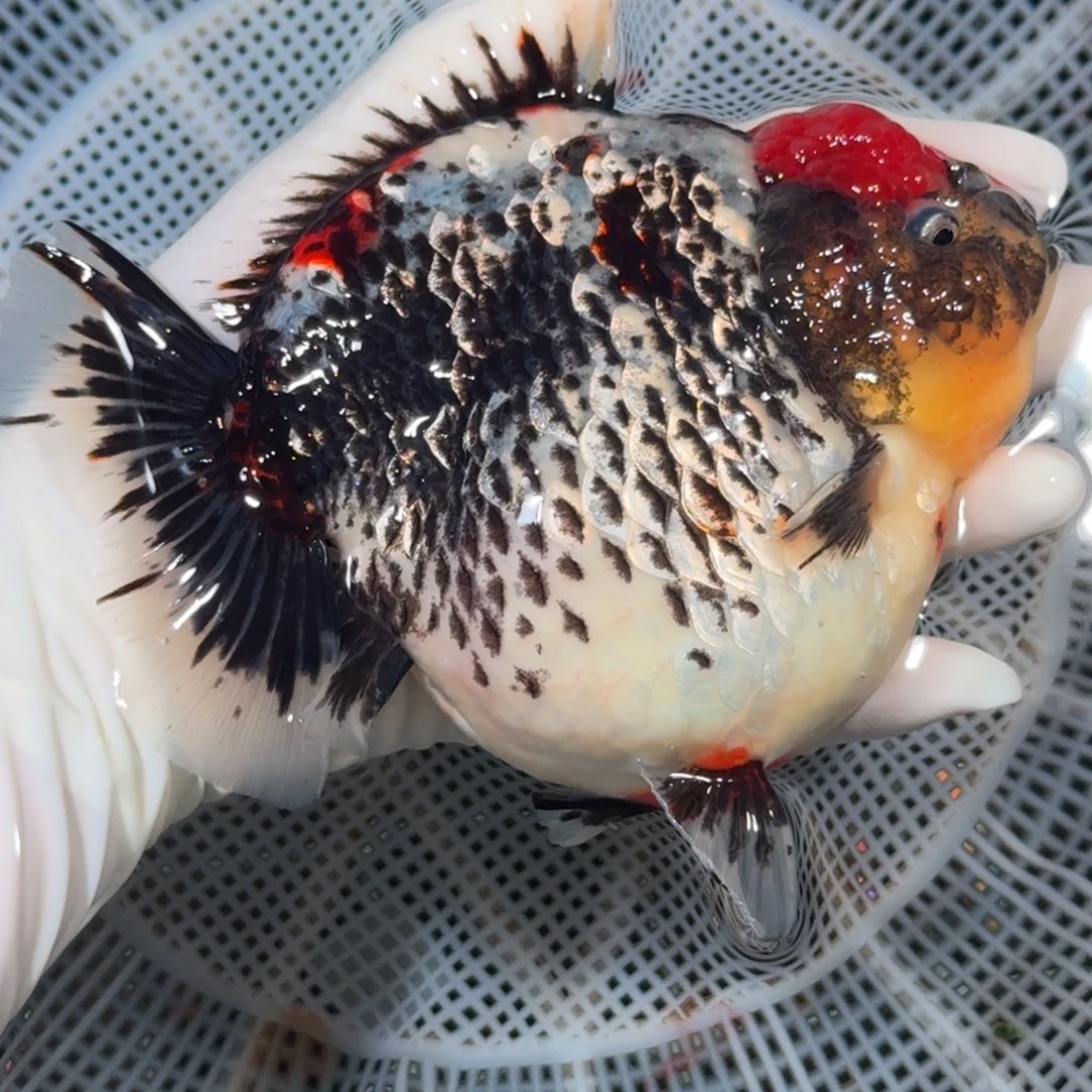 海水鱼种鱼短尾将军狮子