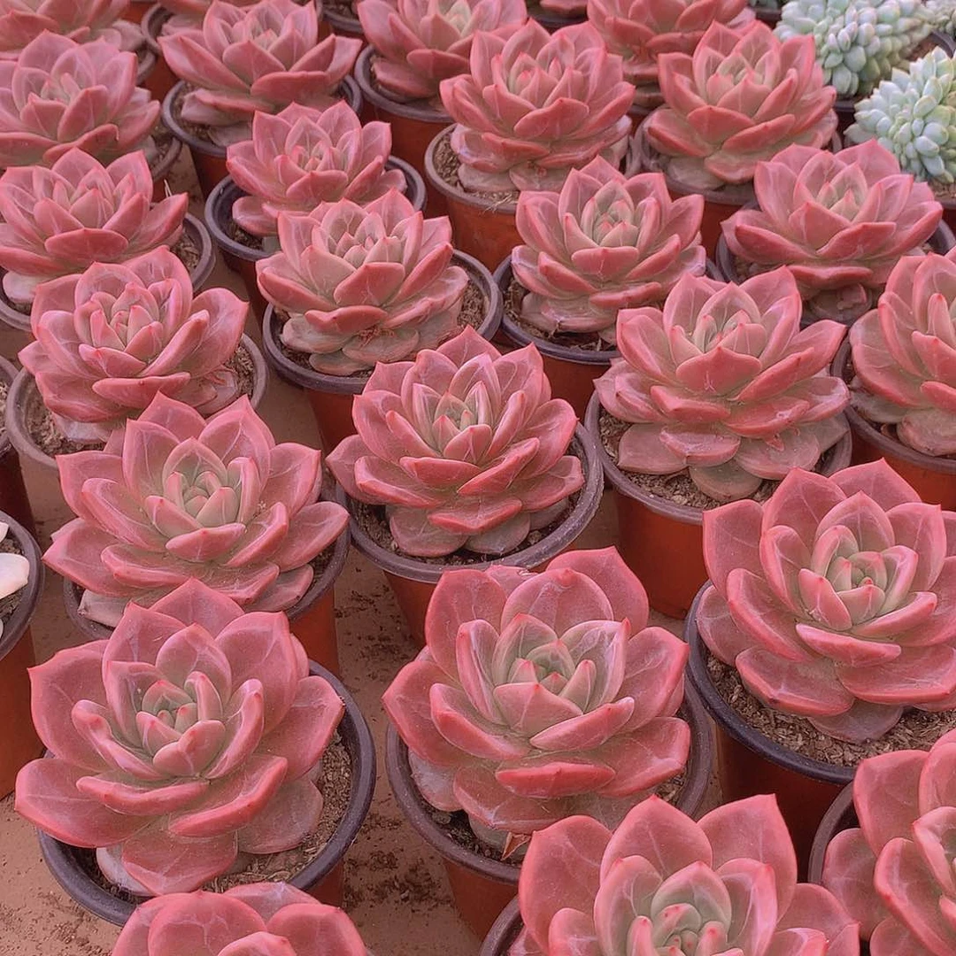 优选香槟23456779999990