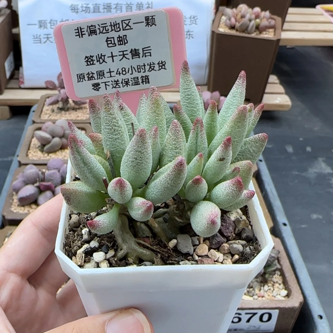 578大红嘴多肉植物