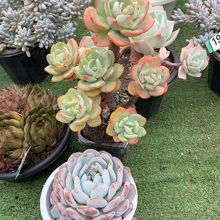 白月光多肉植物保护093