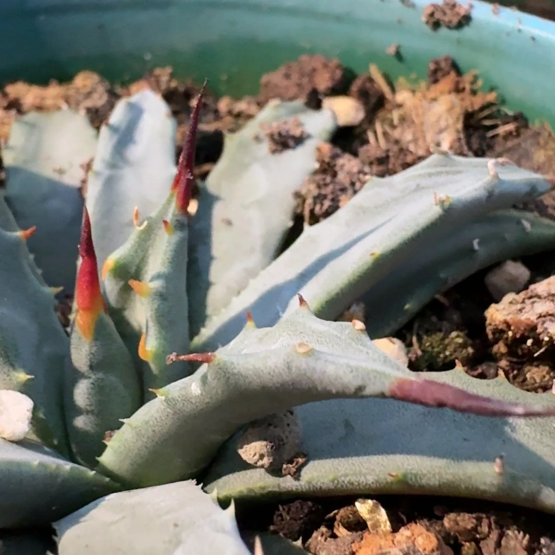 【闪购商品】42哈哈哈哈哈哈哈