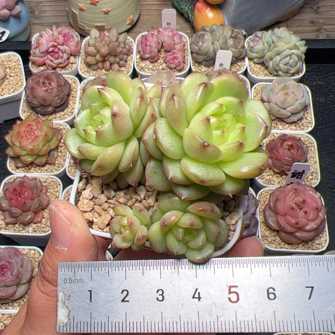 奶****?595 多肉植物组合盆栽