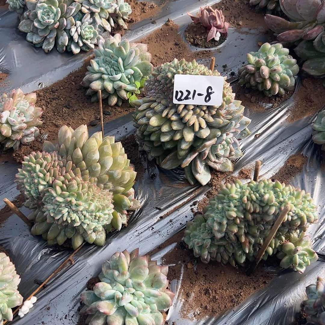 龘***龘1221-8橙子缀多肉地栽寄养