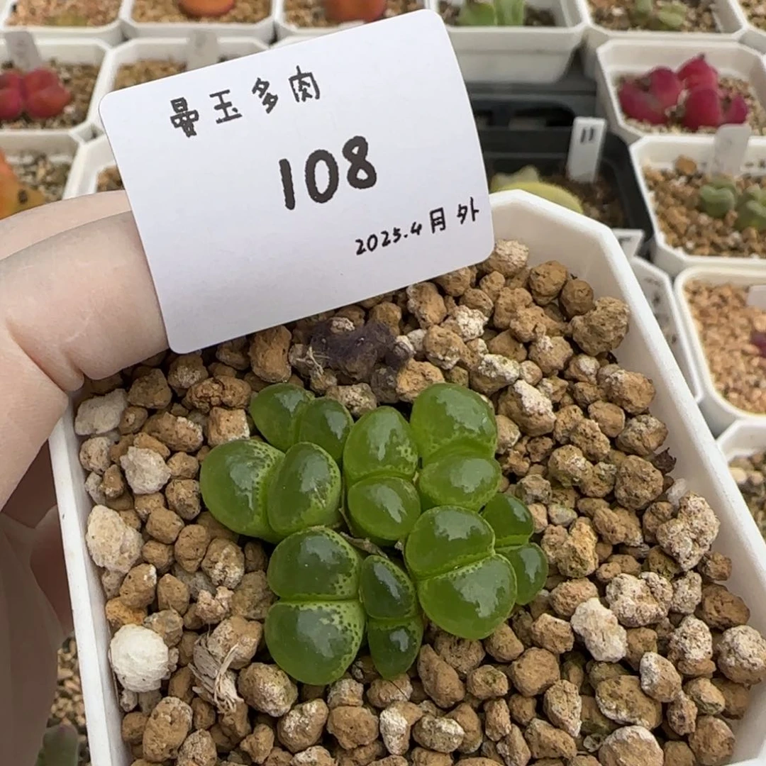 拿**?多肉多肉多肉4-108