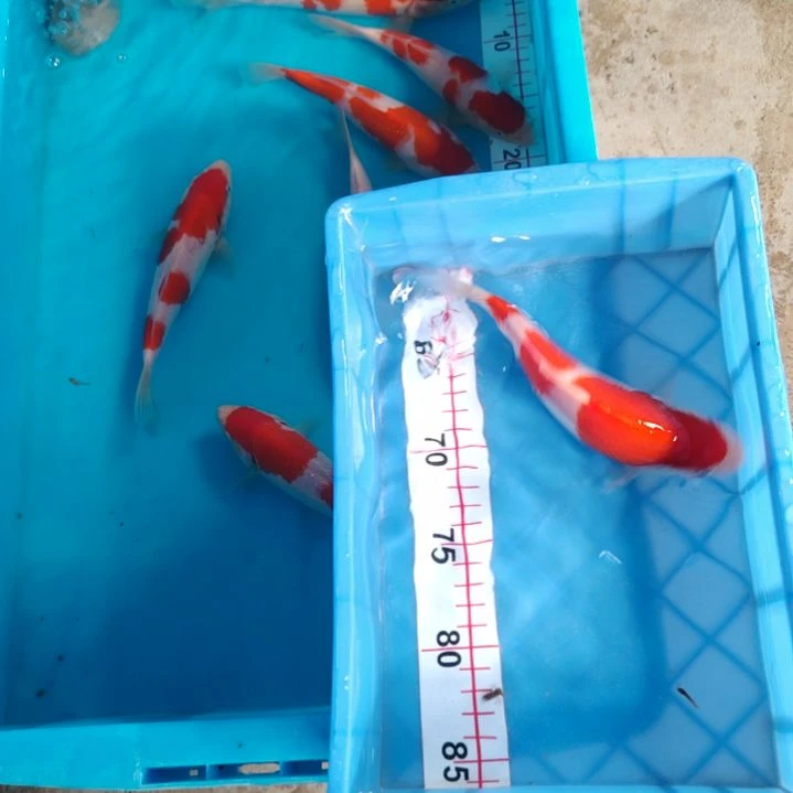 海水顺丰包邮开箱包活，1