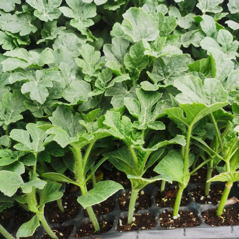 嫁接西瓜苗8424冰糖麒麟瓜苗秧四季南方种植阳台盆栽蔬菜秧苗种子