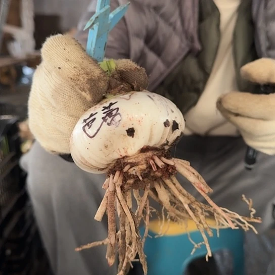 芭蕾舞女丑球2号