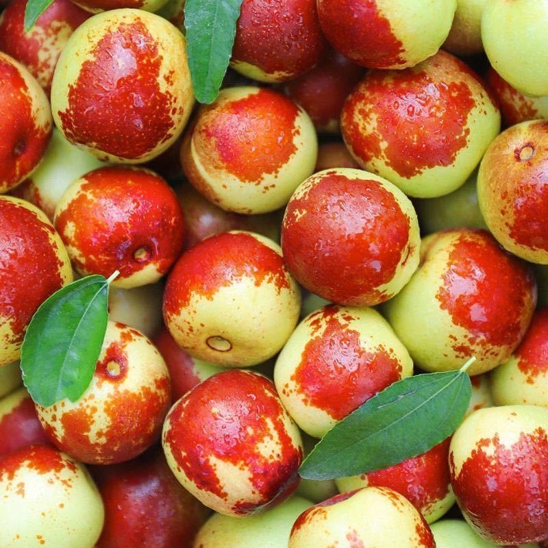 顺丰包邮正宗黄骅冬枣新鲜脆甜特产即食冬枣皮薄肉厚香甜酥脆多汁