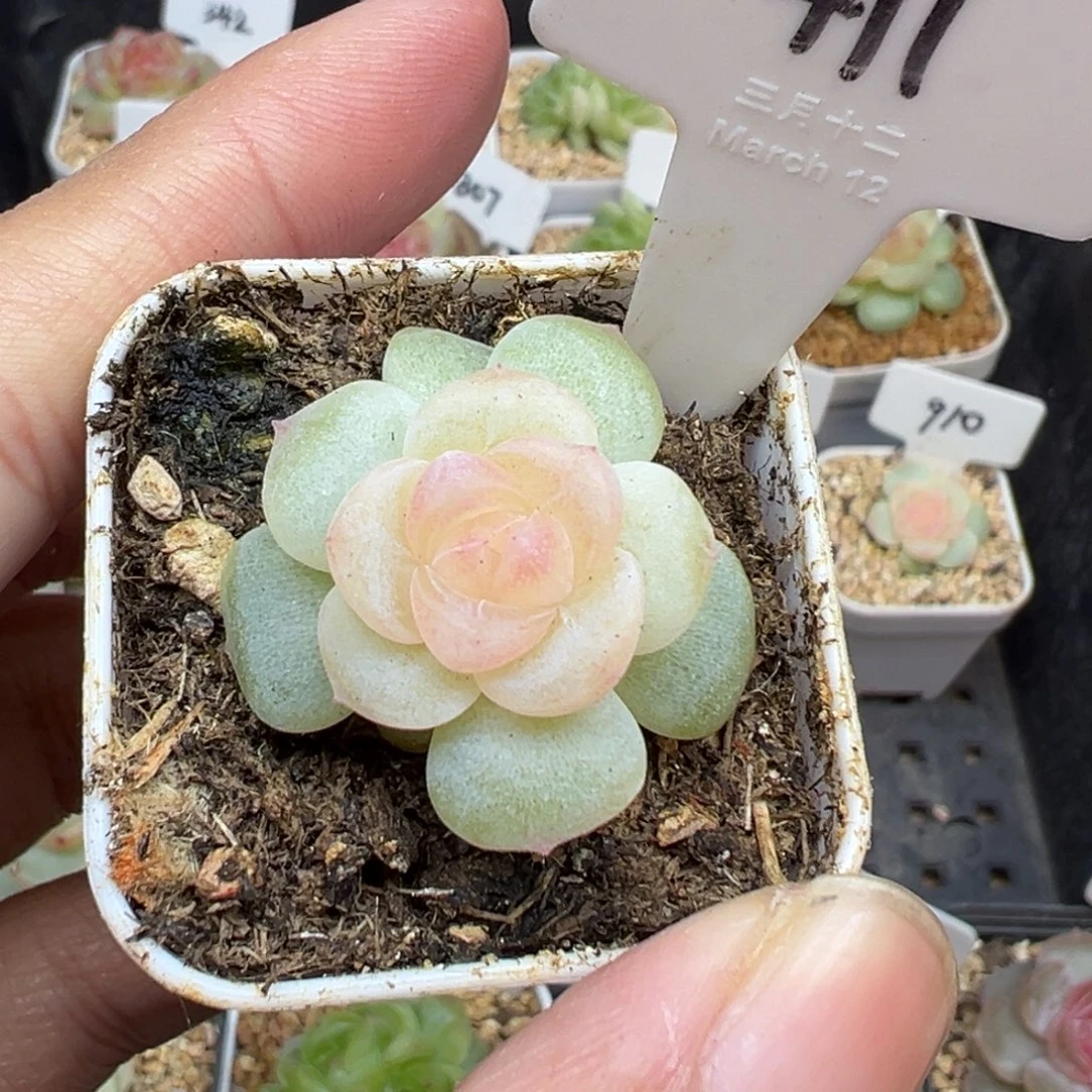 苡***沫411号无尽月，晗雨多肉