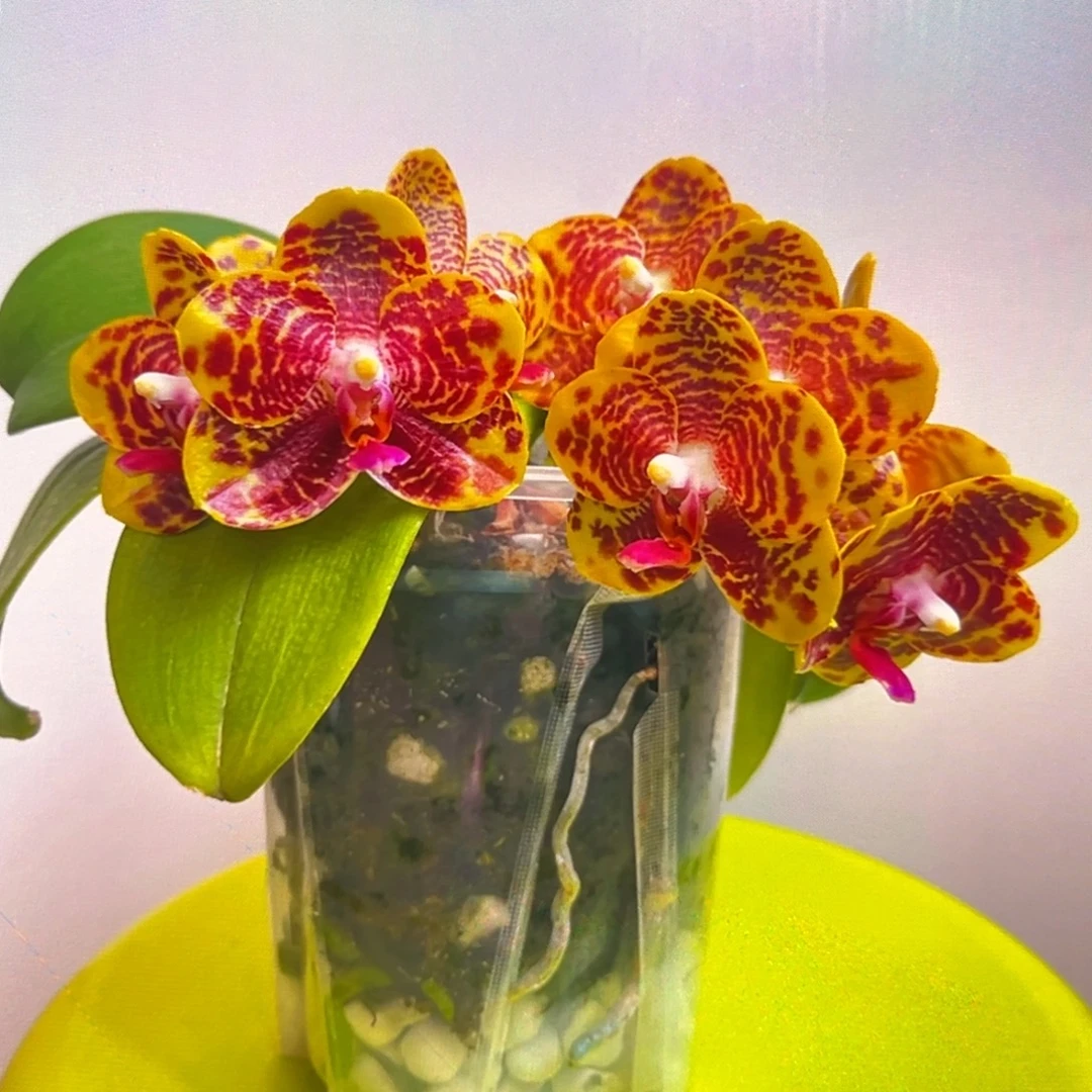 无花朵5寸樱桃皇后苗