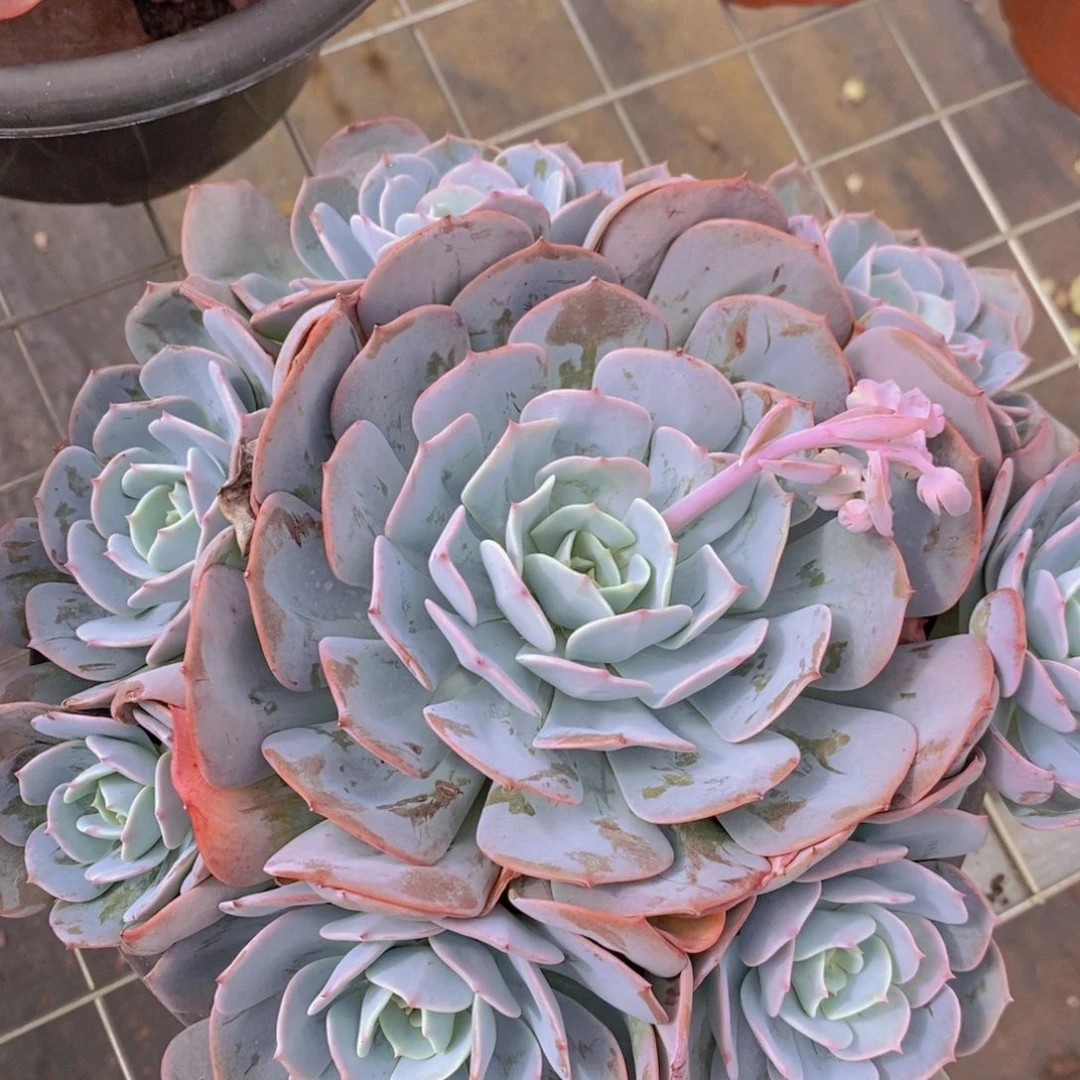红粉台阁多头大盆群手捧