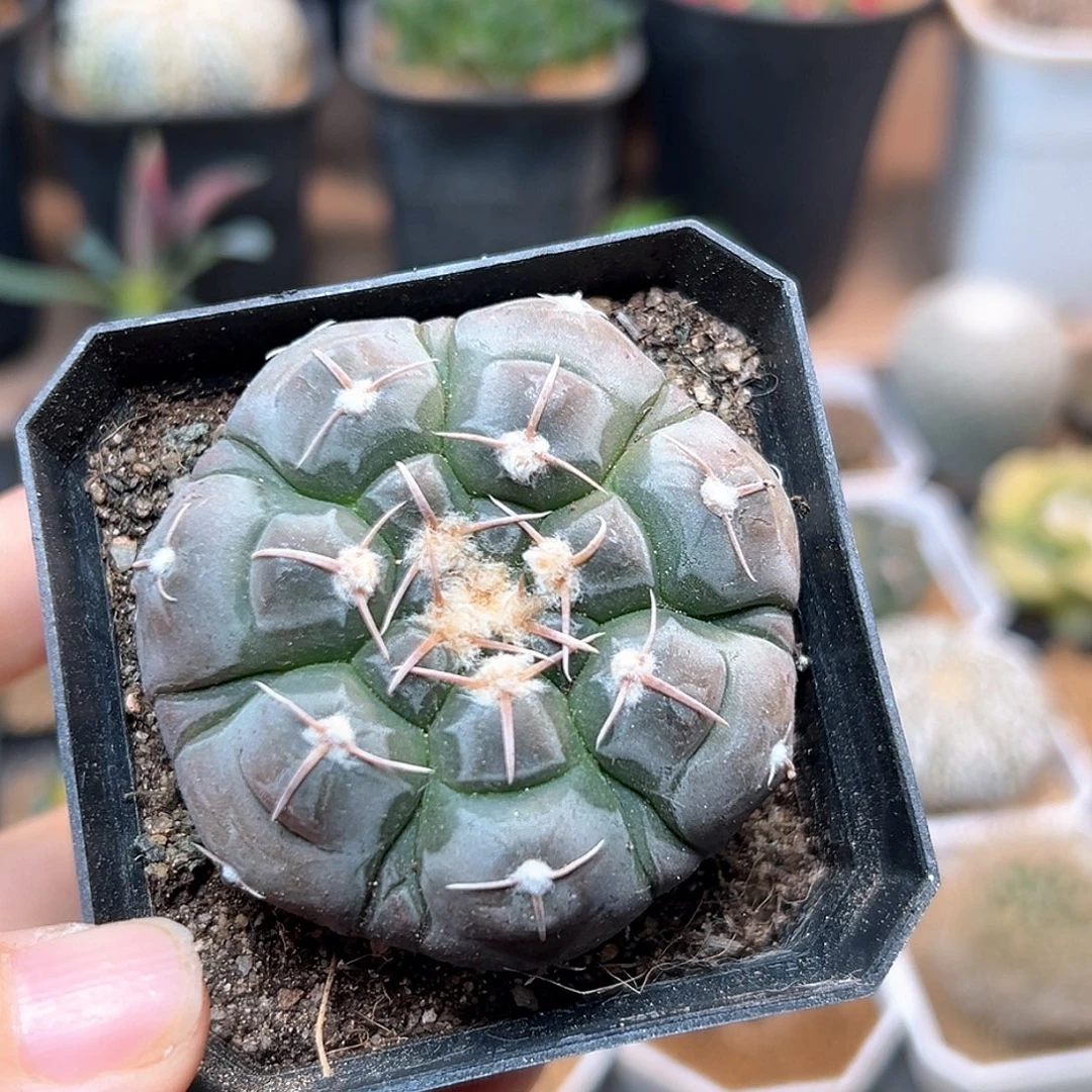 无花朵腹棱铅皮实生球一颗