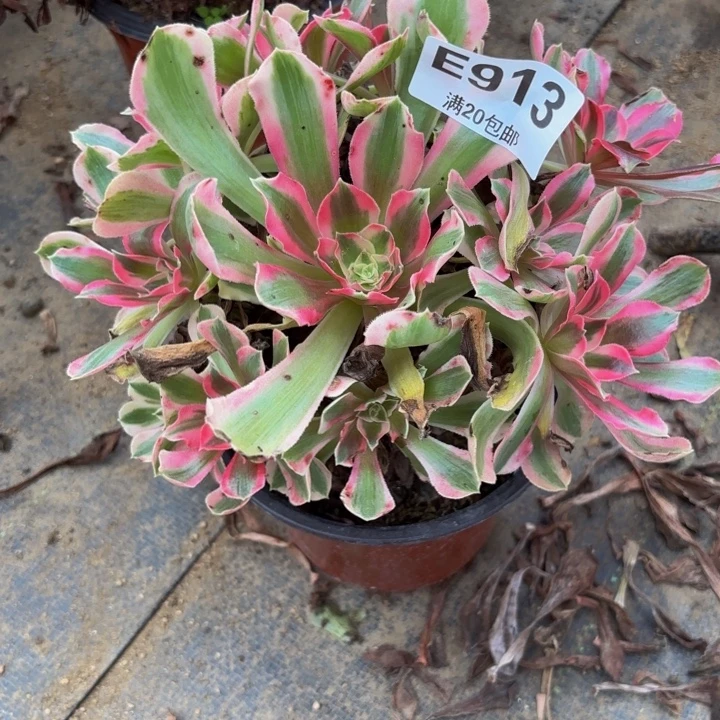 瑞妈多肉园艺913叶罗莎