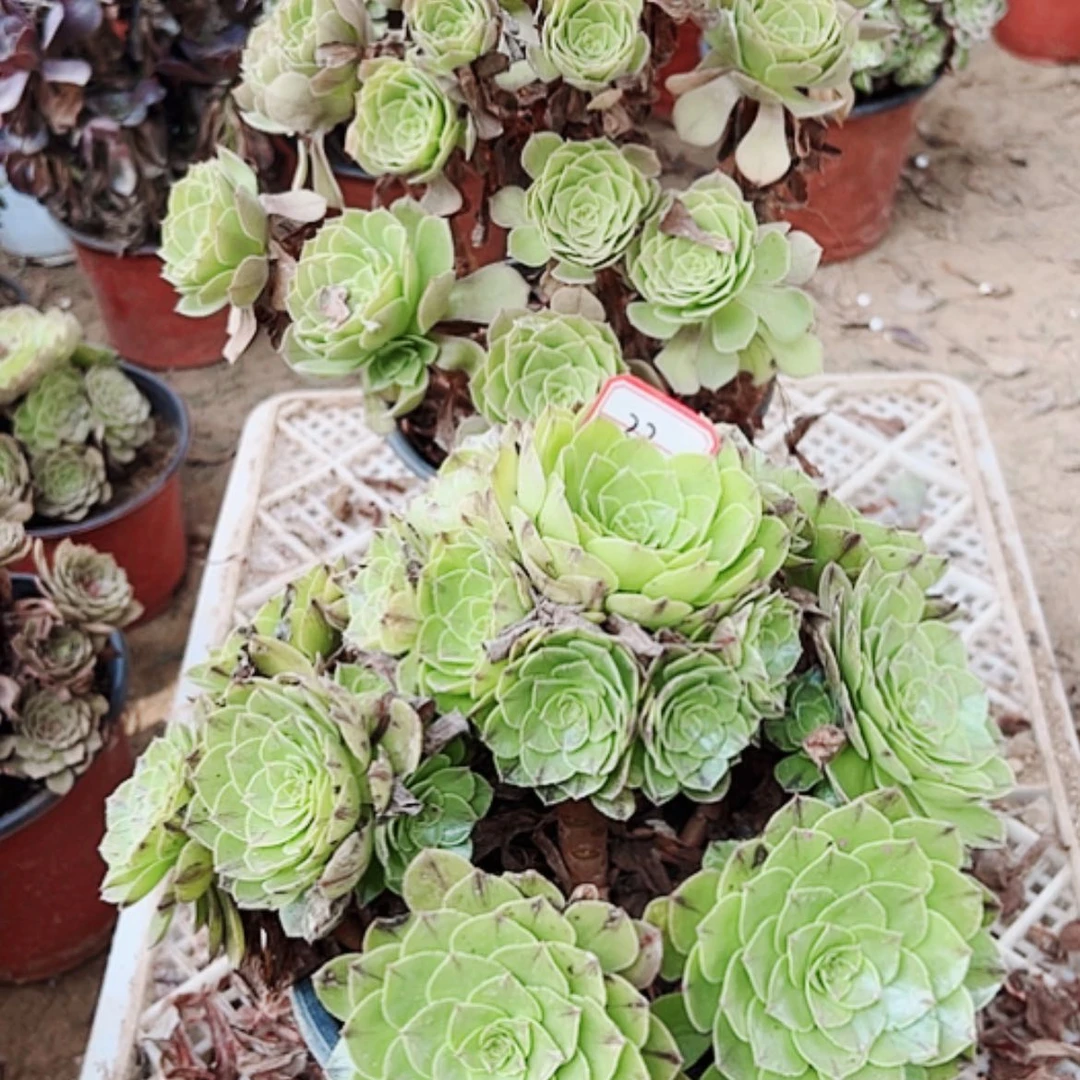 【闪购商品】无花朵因**你22号套餐2颗断枝不包