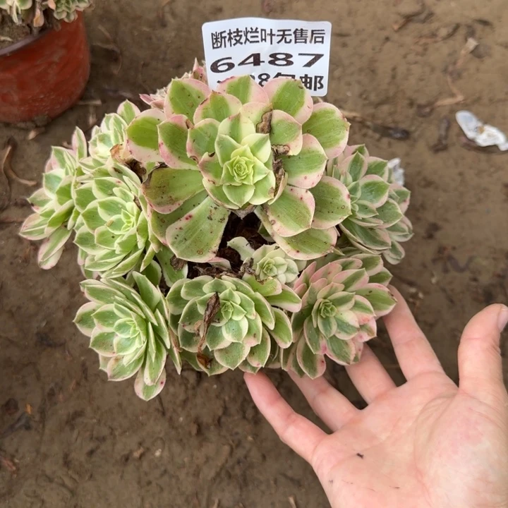 6487二号棚海王多肉A