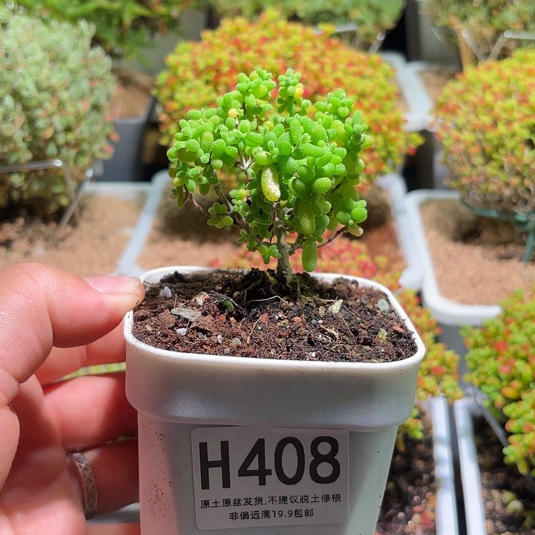 枝干番杏金桔H408蜜橘糖球