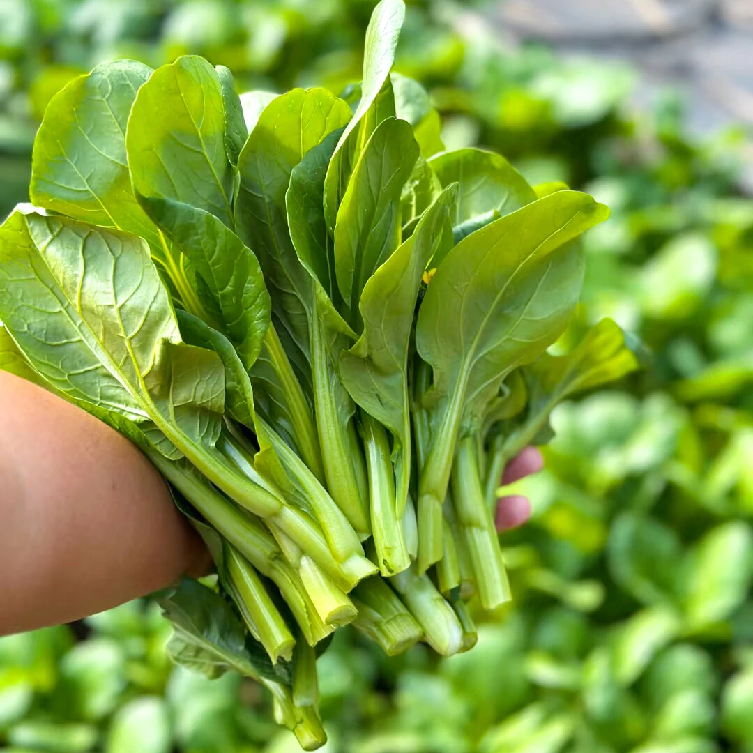 顺丰包邮|新鲜广东菜心现摘四九菜心脆嫩菜苔菜心油菜心