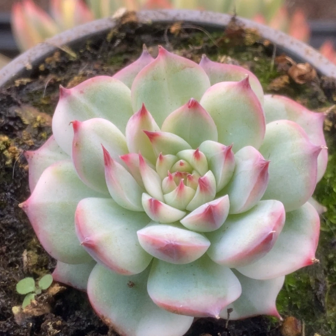 458锦锦锦锦锦锦锦锦