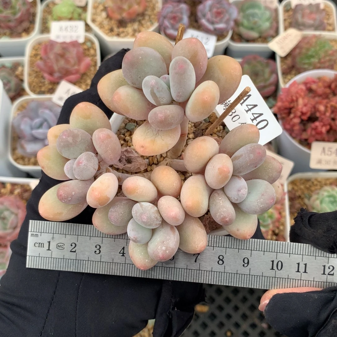 440四头奶酪群生冠服9