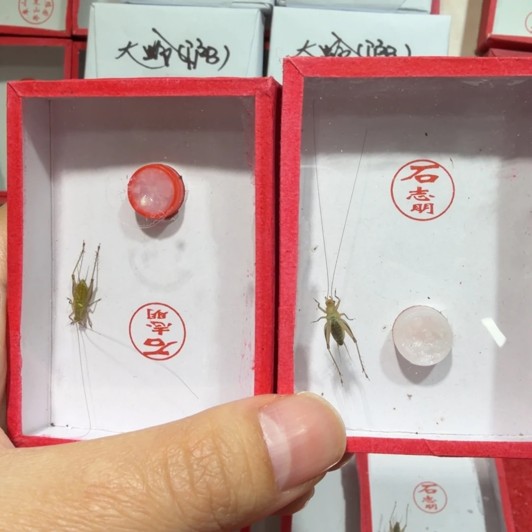 蟋蟀石老师二条冬