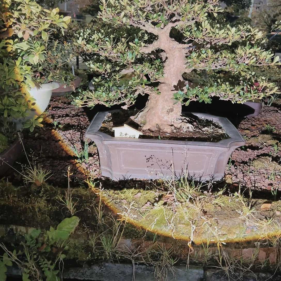 盆景皋月杜鹃2222以**人