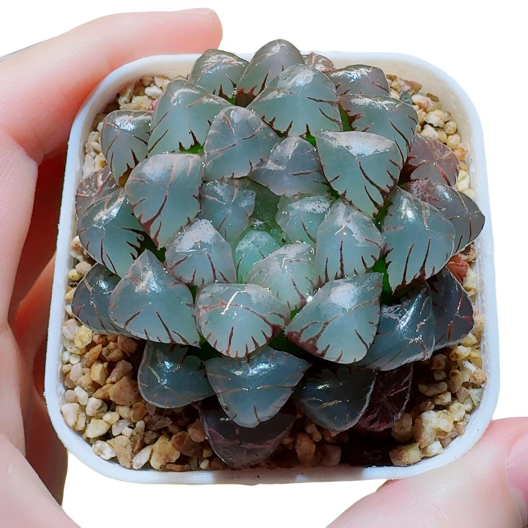 紫冰灯玉露多肉【一单包邮 白盆发货】盆栽多肉玉露新手好养