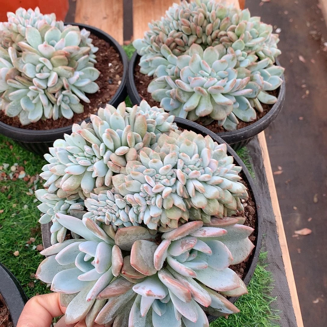 多肉植物多肉植物星影缀