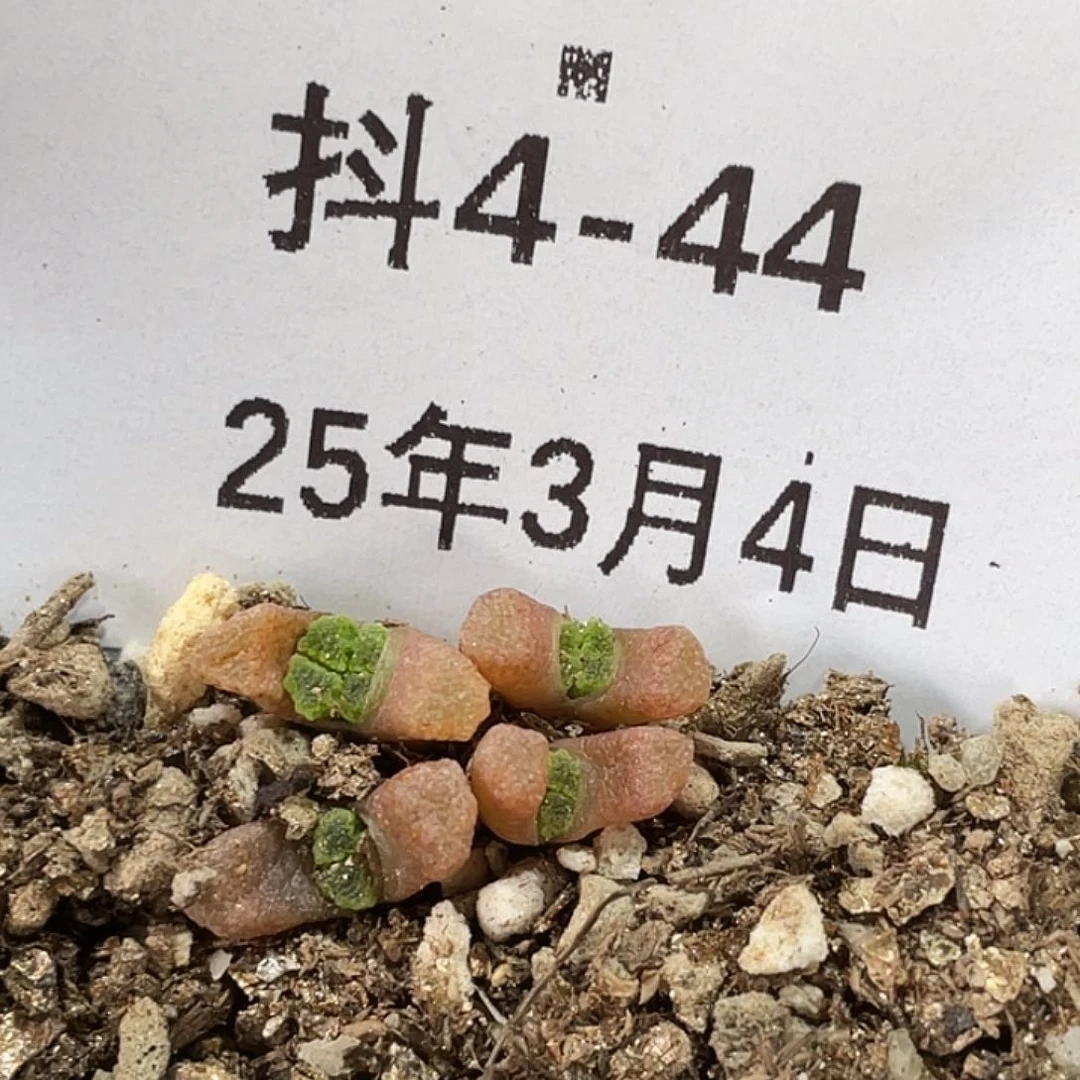 4-44 火柴头多肉植物